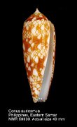 Conus auricomus